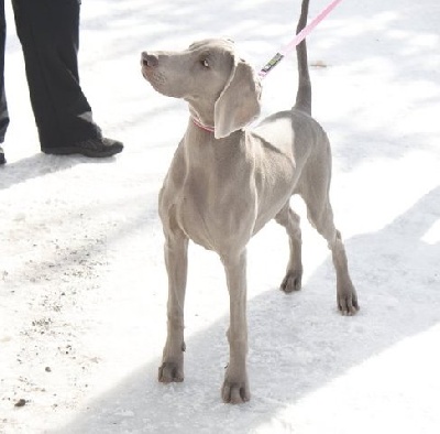 von silberweiss jäger - Saga BEST IN SHOW IV en Finlande !