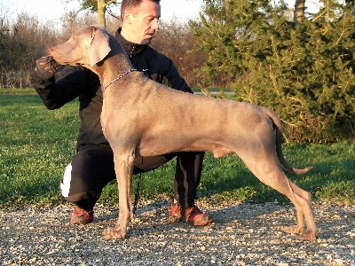 von silberweiss jäger - DALI au Brussels Dog Show !