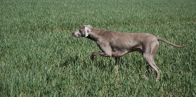 von silberweiss jäger - BALZAC se classe 2 fois au Field-Trial de Caen !