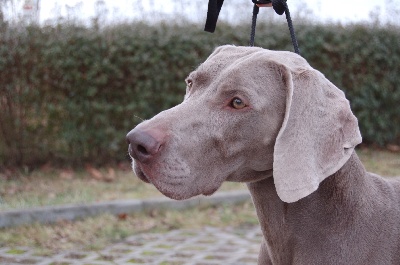 von silberweiss jäger - Bugatti & Foldi se sont mariés !