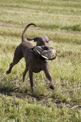 von silberweiss jäger - OSKA, fils de Joy en SHOW & TRAVAIL !