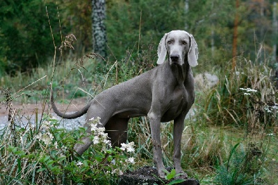 von silberweiss jäger - SAGA se classe en FT en FINLANDE ! :-D