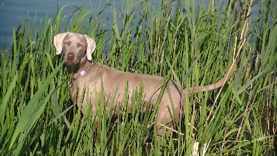 von silberweiss jäger - ELSIE à Charolles !