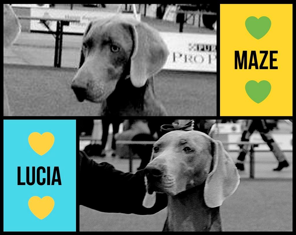 von silberweiss jäger - LUCIA & MAZE au BRUSSELS DOG SHOW !