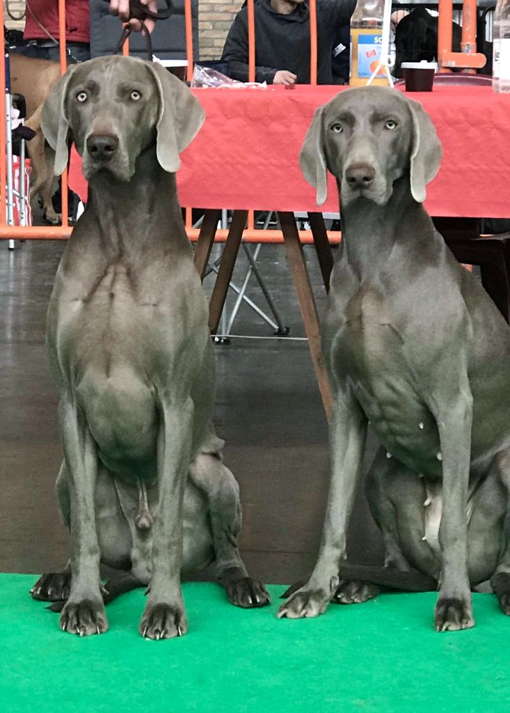 von silberweiss jäger - CHARLY & MAZE Jeunes Champions de Belgique !!!