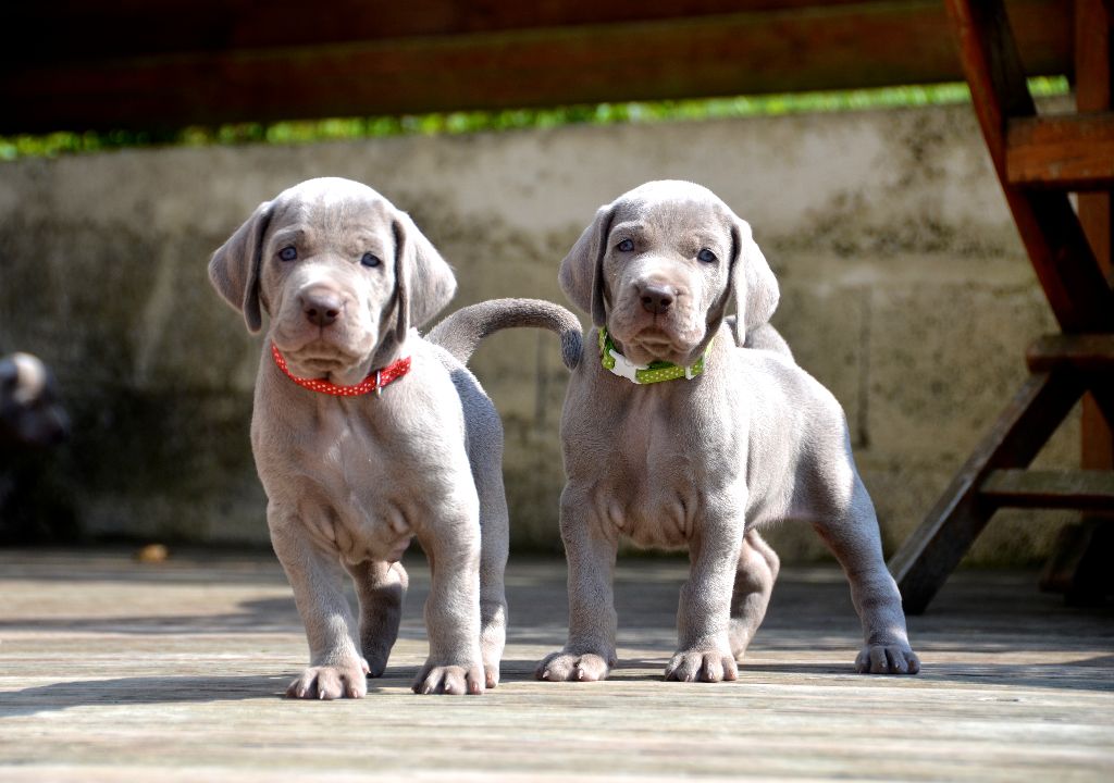 von silberweiss jäger - Les Babies de JOHANNA & PHOENIX 4 WO !