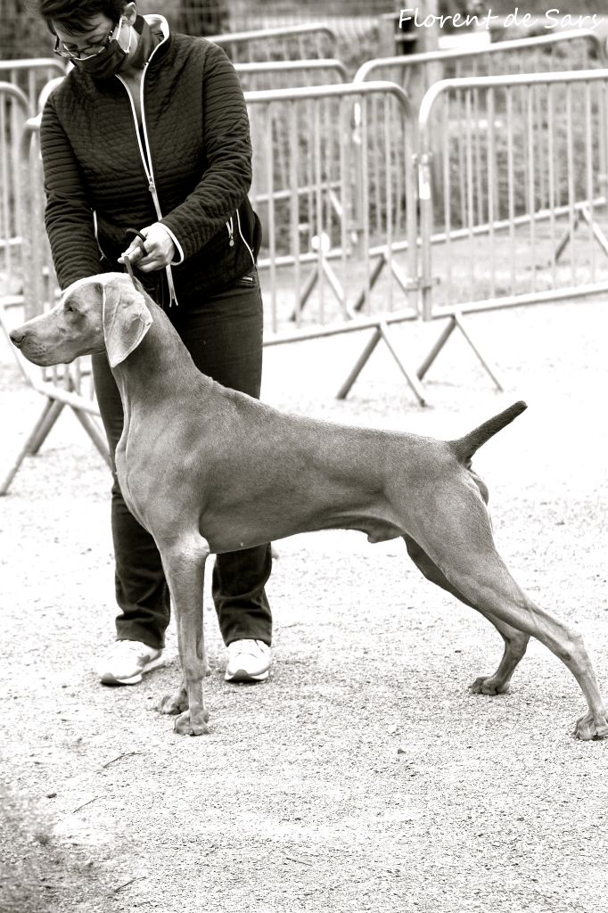 von silberweiss jäger - Résultats Santé SIRIUS !!!