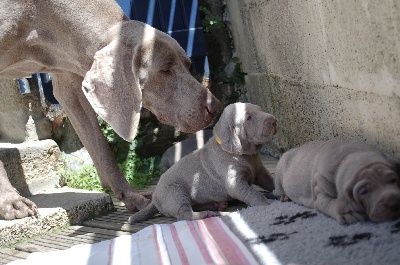 von silberweiss jäger - Les bébés de Joy ont 3 semaines aujourd'hui !