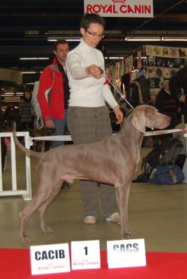 von silberweiss jäger - Les Silberweiss au PARIS DOG SHOW 2009