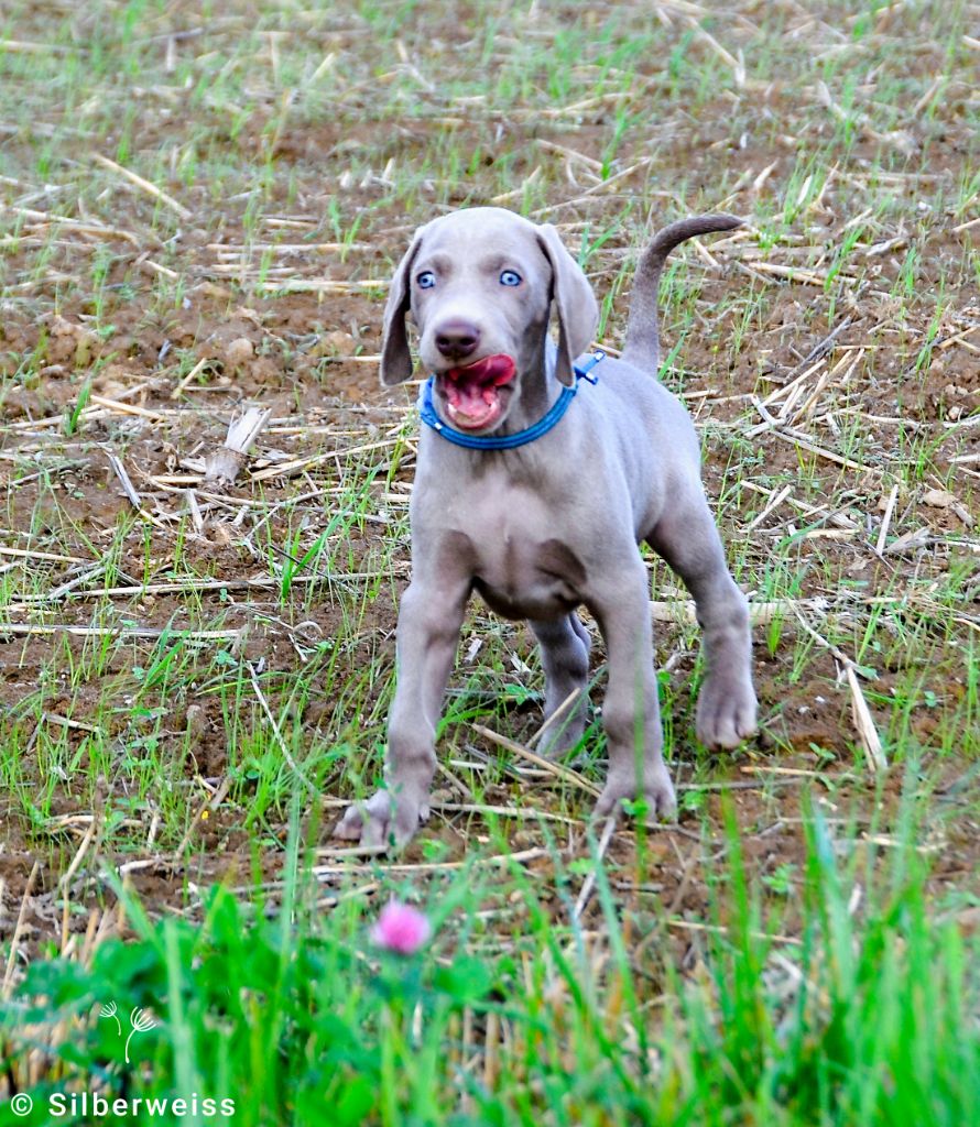 von silberweiss jäger - Chiot disponible  - Braque de Weimar