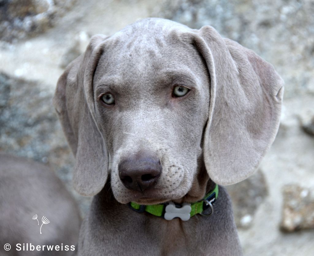 von silberweiss jäger - Chiot disponible  - Braque de Weimar