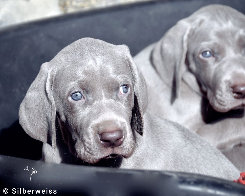 von silberweiss jäger - Chiot disponible  - Braque de Weimar