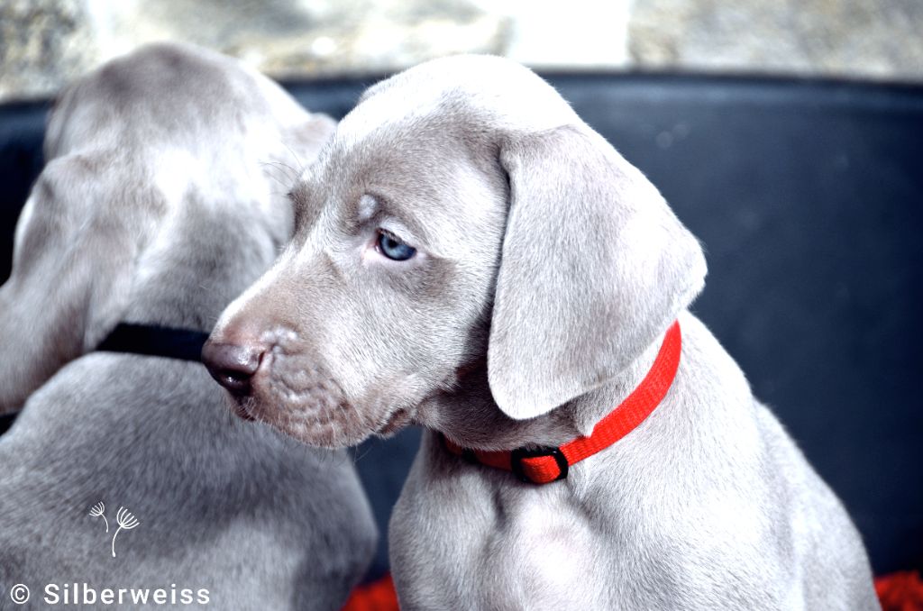 von silberweiss jäger - Chiot disponible  - Braque de Weimar