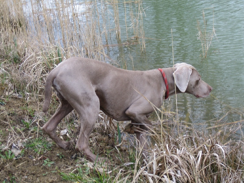 TR. CH. Argent secret Noureev