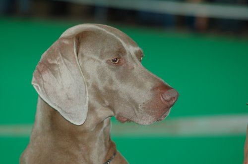 S'amber diva (Sans Affixe)