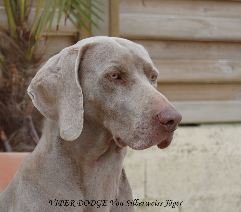 Viper dodge von silberweiss jäger