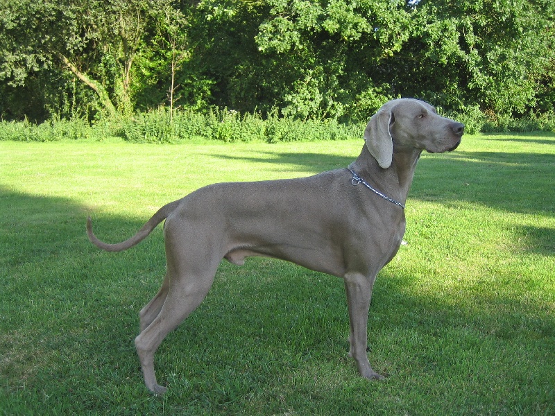 CH. Alfiero at silberweiss (Sans Affixe)