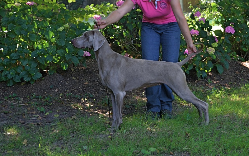 CH. D'joy del sixth sense von silberweiss jäger