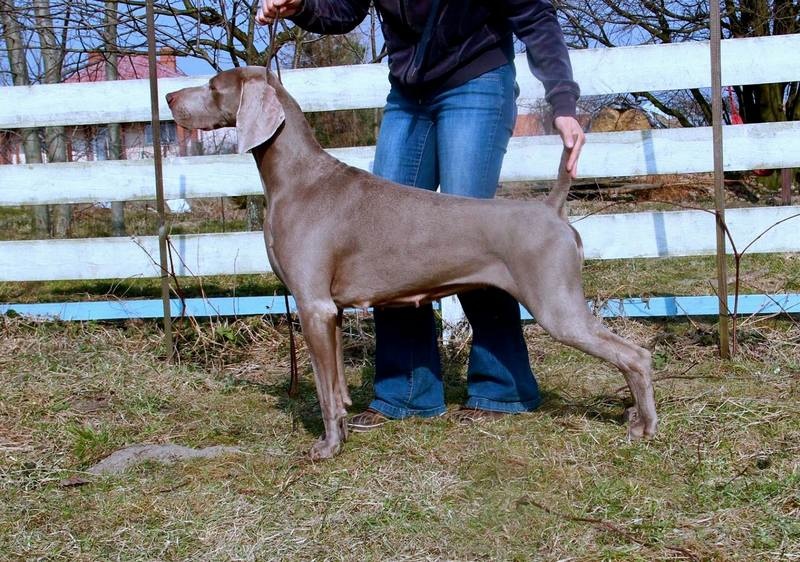 CH. Le cinquième element at silberweiss fala love'a