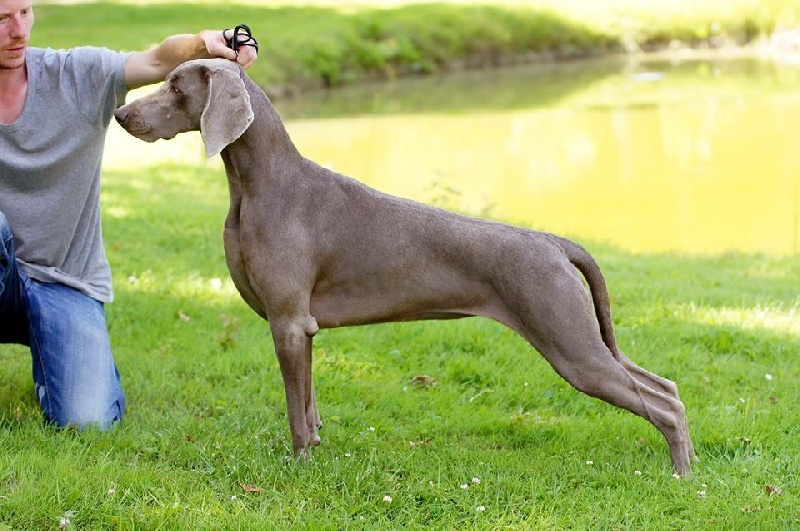 Jet set weppes von silberweiss jäger