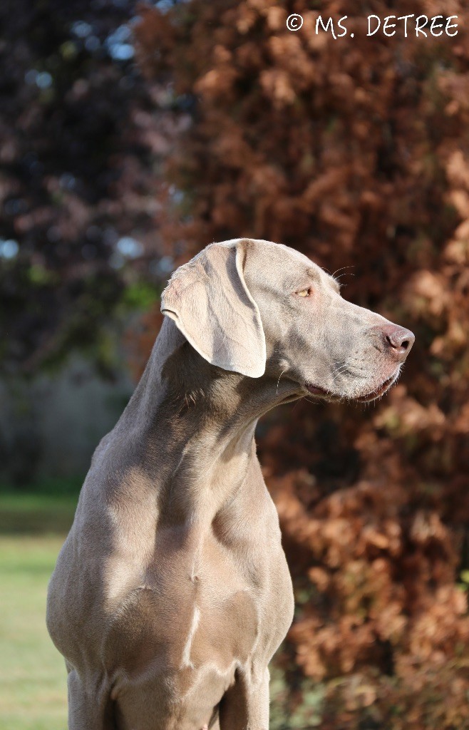 CH. Indiana von silberweiss jäger