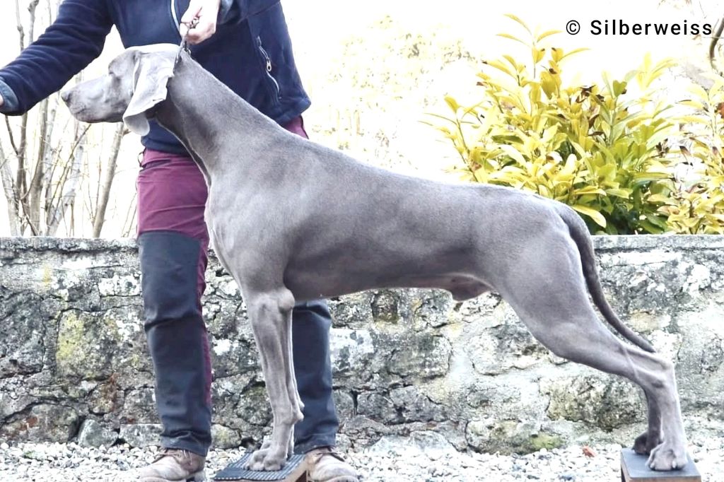 Royal flush von silberweiss jäger