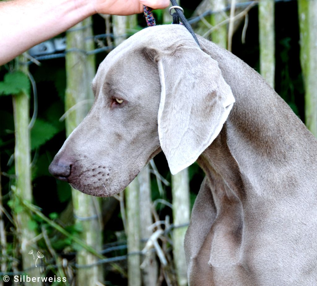 Unstoppable at pennanguer von silberweiss jäger