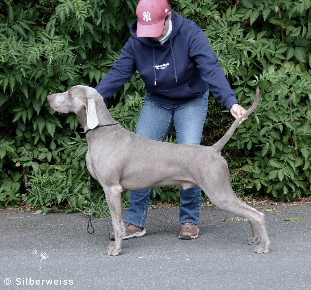 Valentino von silberweiss jäger