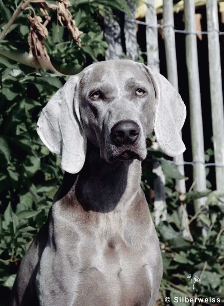 Tesla von silberweiss jäger