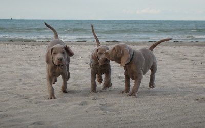 von silberweiss jäger - A LA PLAYA !