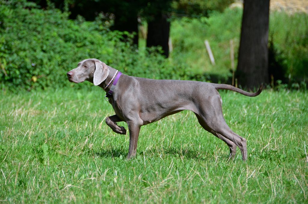 von silberweiss jäger - TAN pour SIRIUS & DANCER !!!
