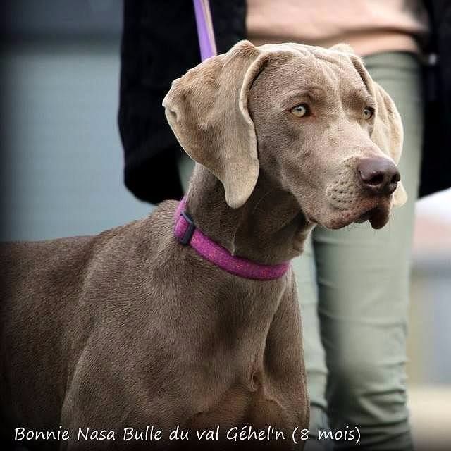 von silberweiss jäger - La fille de HORDIC Fait BEST IN SHOW !!!