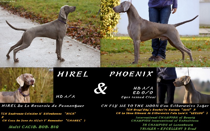 von silberweiss jäger - PHOENIX & HIREL's Jewels !