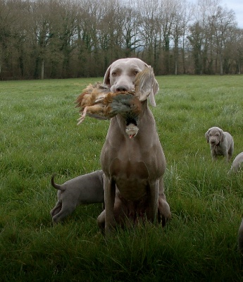 von silberweiss jäger - Mes petits Hunters ! :-)