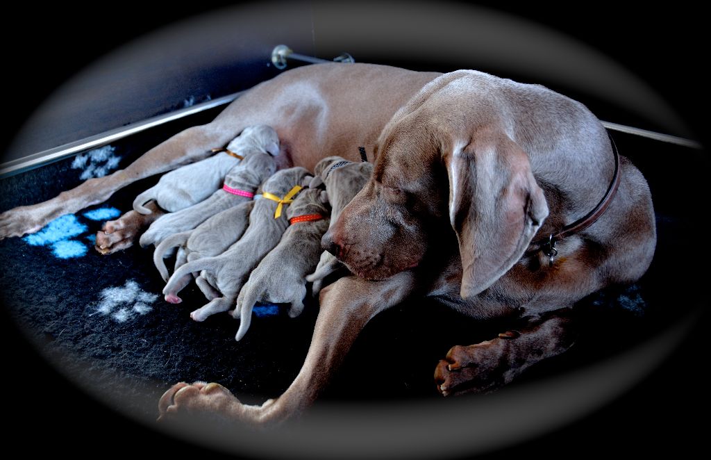 von silberweiss jäger - WELCOME Johanna & Phoenix's Beauties !!!