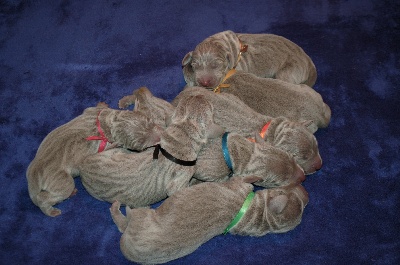 von silberweiss jäger - Les MAGNIFICENT SEVEN !