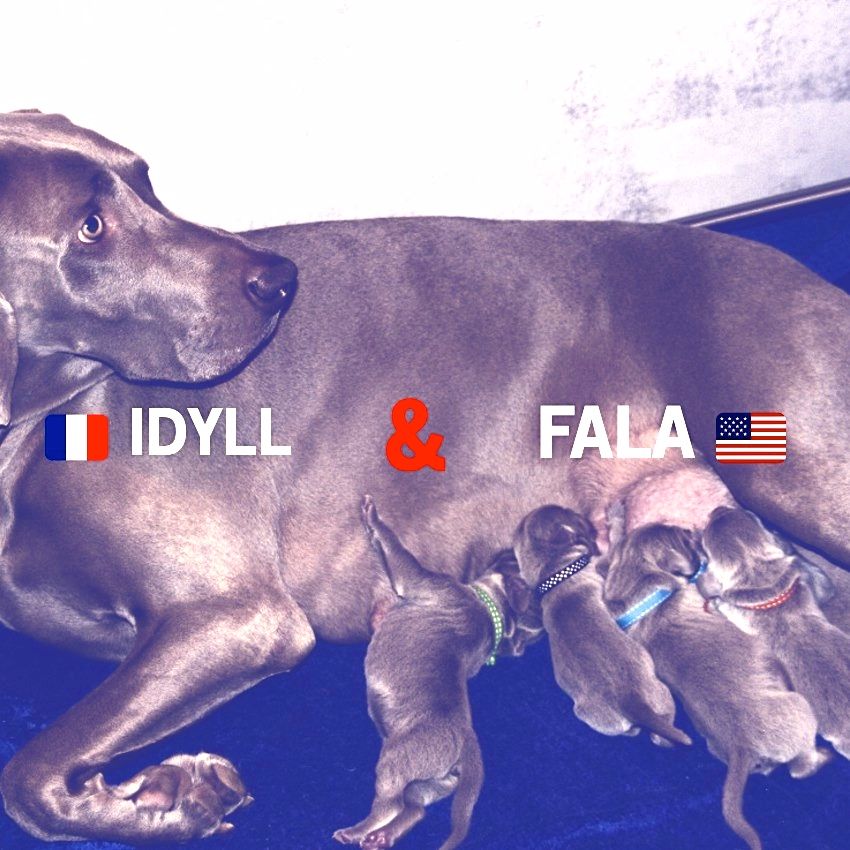 von silberweiss jäger - Les BB de IDYLL & FALA sont arrivés !