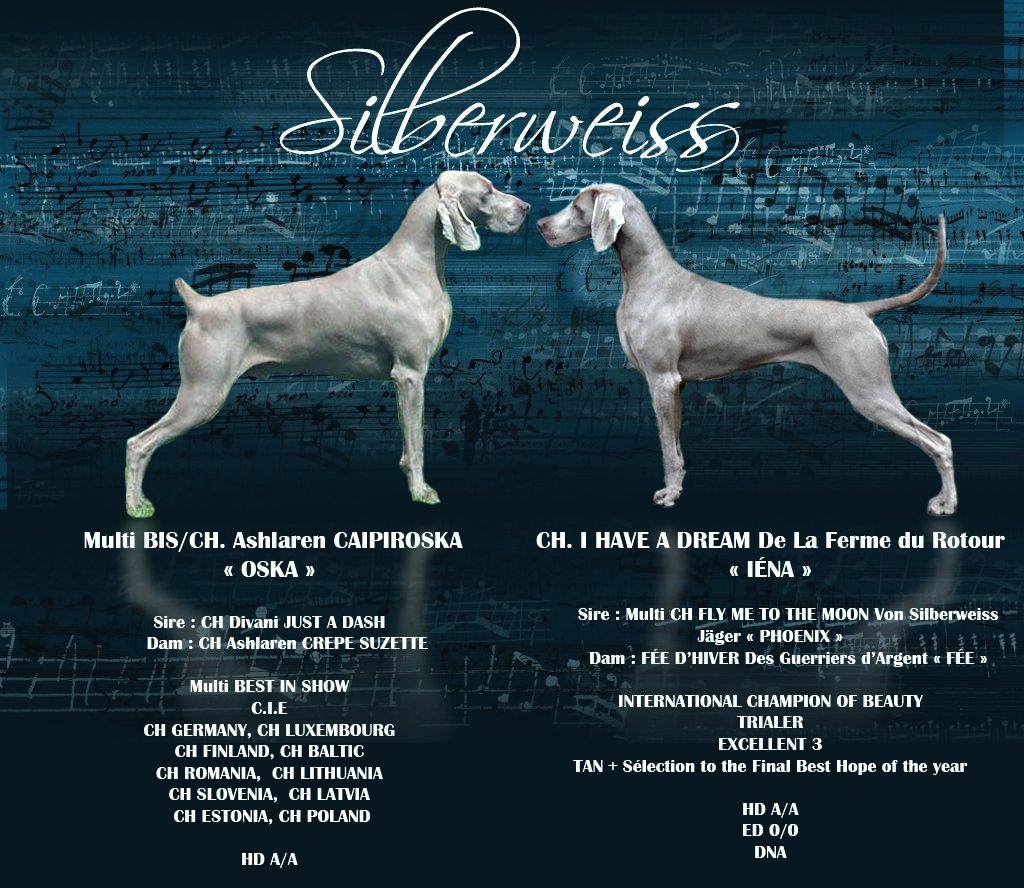 von silberweiss jäger - La Championne IÉNA bientôt Maman !!!
