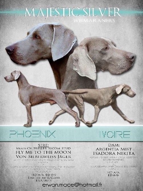 von silberweiss jäger - PHOENIX & IVOIRE's Babies !