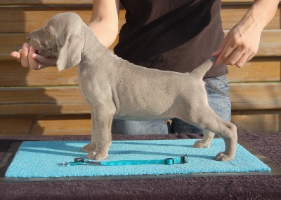 von silberweiss jäger - Les 1ères statiques des BB de Leeloo & Mac à 5 semaines !