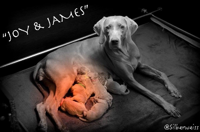 von silberweiss jäger - Les merveilles de JOY & JAMES !