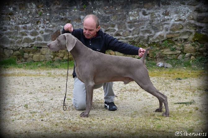 von silberweiss jäger - HORDIC BEST CHAMPION IN SHOW @ NDS Libourne !!!