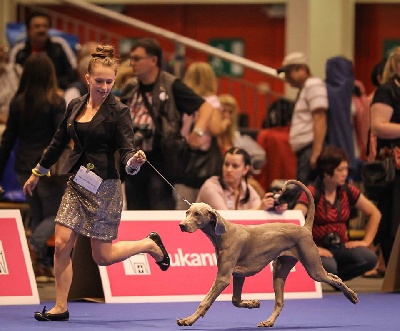 von silberweiss jäger - COCO, fille de Phoenix @ EurodogShow !