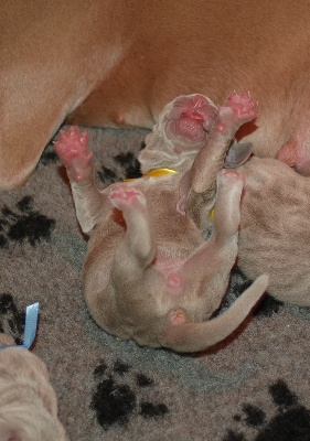 von silberweiss jäger - Les bébés sont arrivés !
