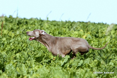 von silberweiss jäger - Alfiero classé en Field-Trial d'Automne !