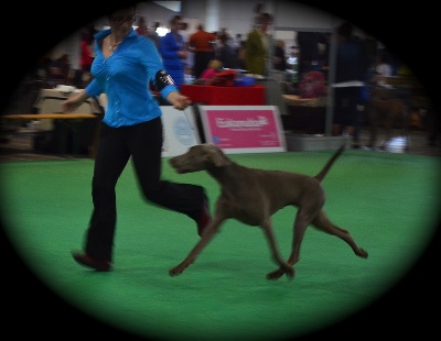 von silberweiss jäger - LES SILBERWEISS au WORLD DOG SHOW -BUDAPEST'13