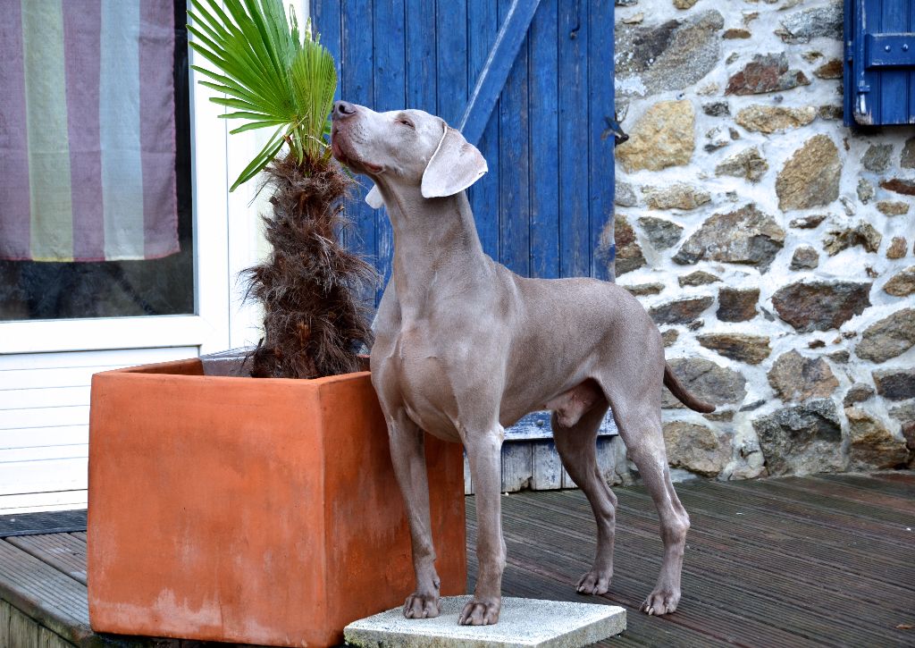 von silberweiss jäger - PHOENIX's Progeny @ BRUSSELS DOG SHOW !