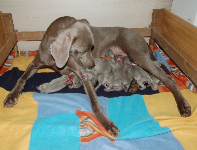 von silberweiss jäger - Les bébés de BUGATTI & FOLDEK sont arrivés !