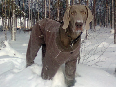 von silberweiss jäger - Petit coucou de Finlande ! :-D