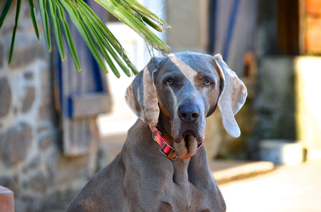 von silberweiss jäger - HAPPY 13th BIRTHDAY Queen-LEELOO !!!